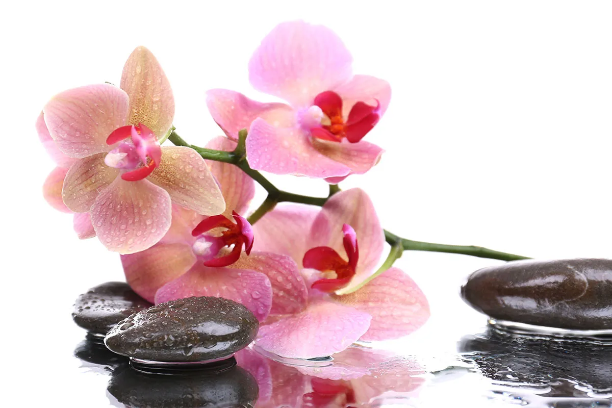 Flowers 523