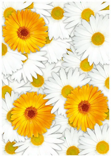 Flowers 369