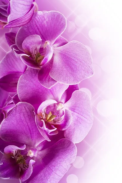 Flowers 308
