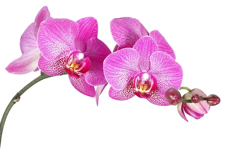 Flowers 055