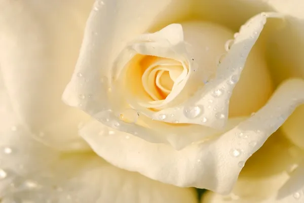 Flowers 104