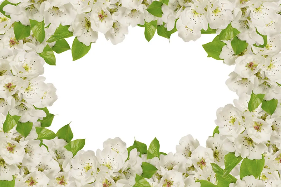 Flowers 545