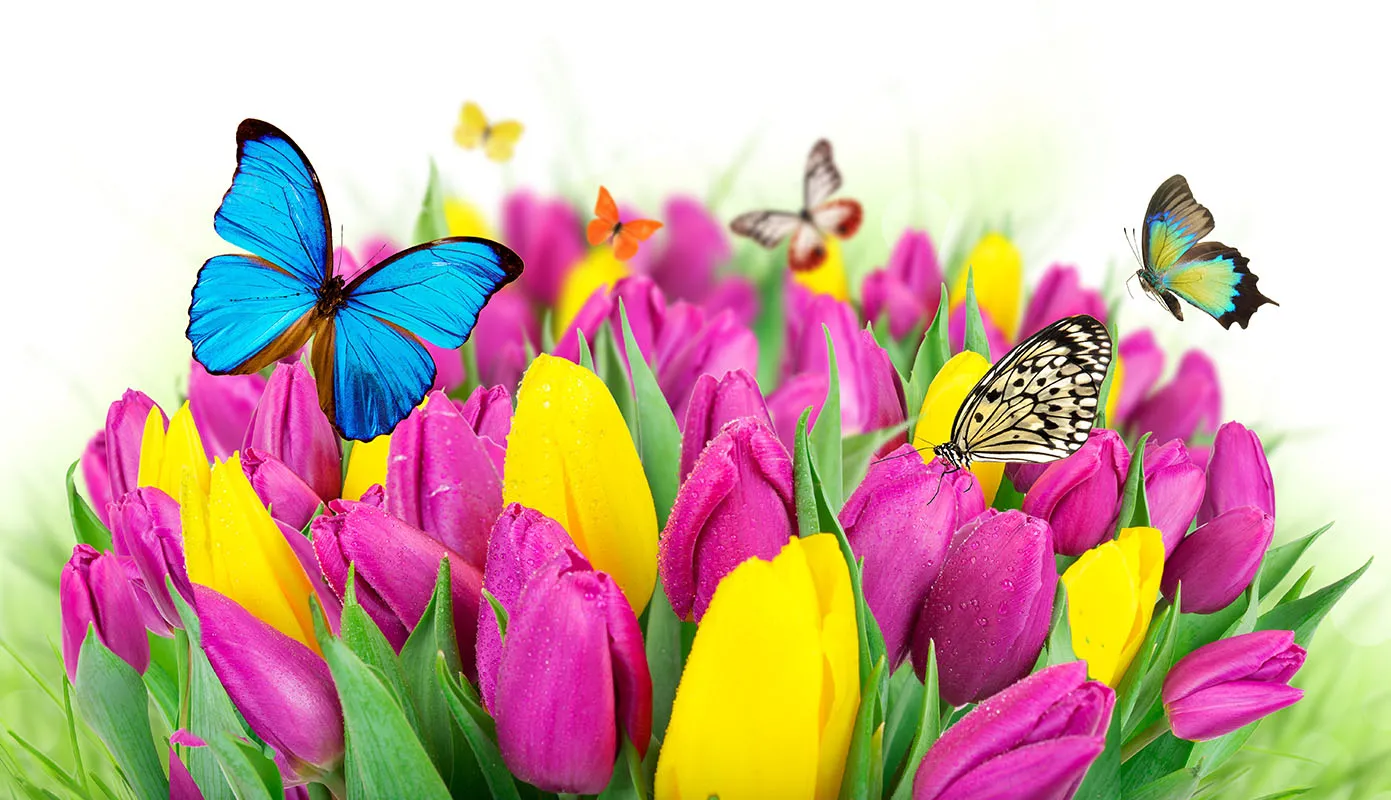 Flowers 422