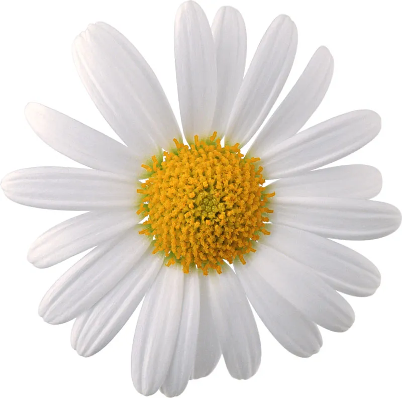 Flowers 384