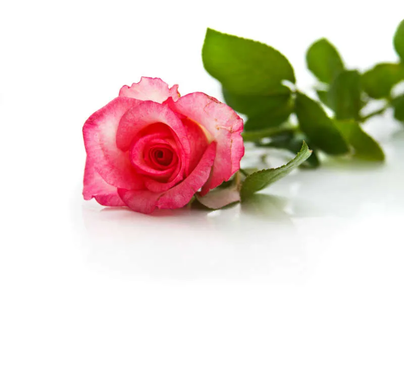 Flowers 119