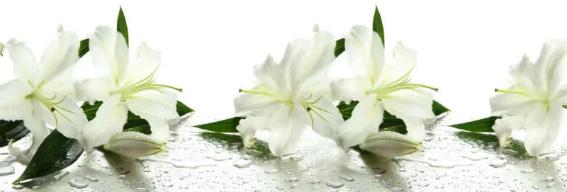 Flowers 173