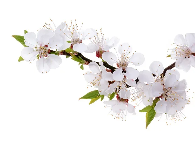 Flowers 311