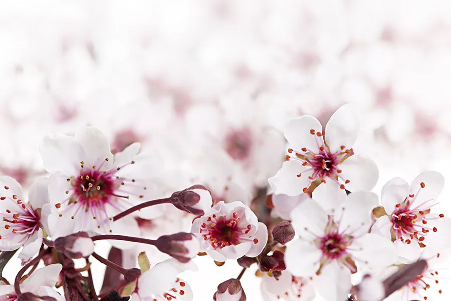Flowers 570