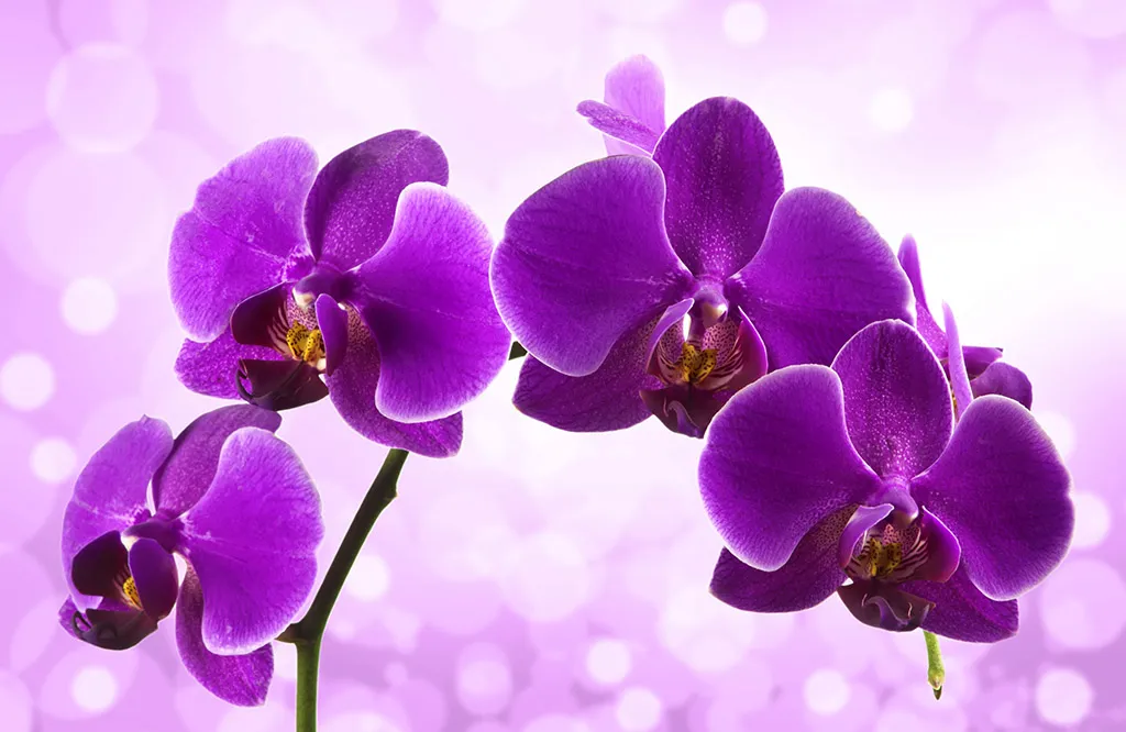 Flowers 595