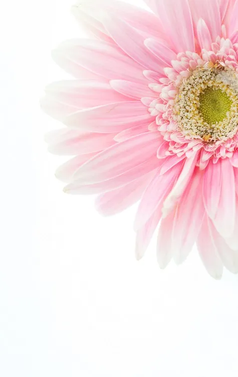 Flowers 136