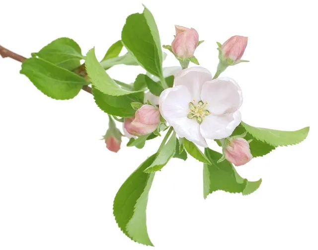 Flowers 313