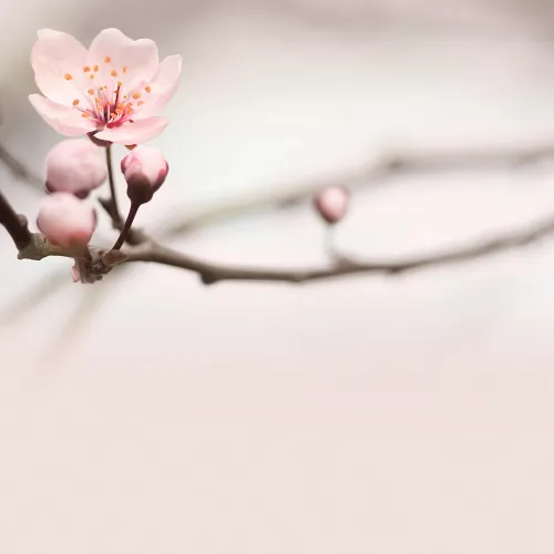 Flowers 310