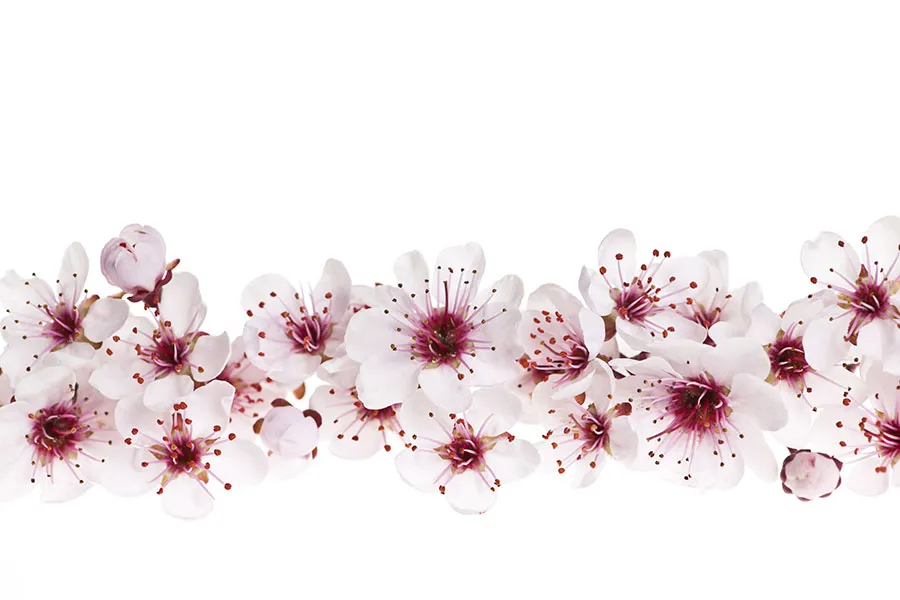 Flowers 571