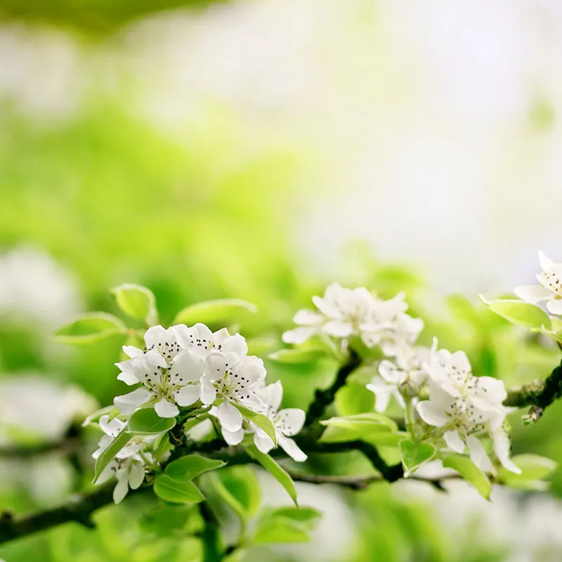 Flowers 366