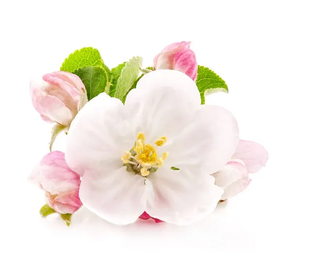 Flowers 314