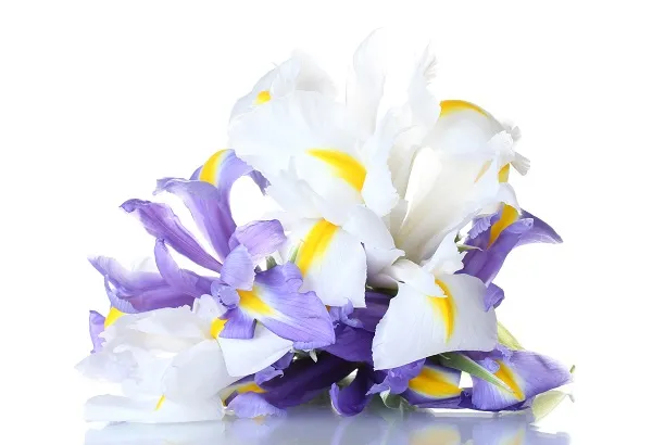 Flowers 165
