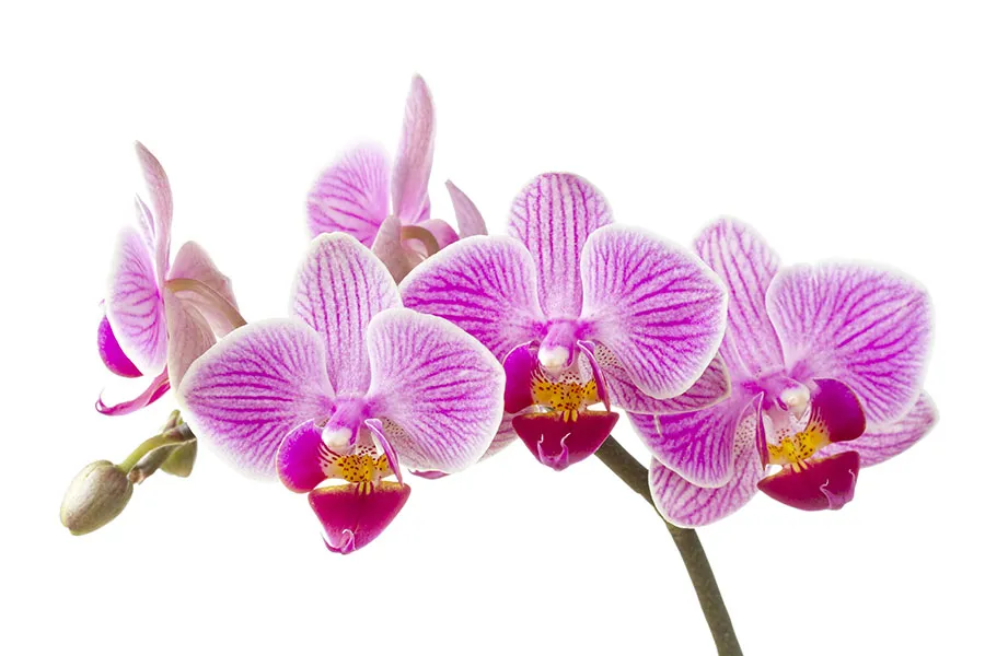 Flowers 468