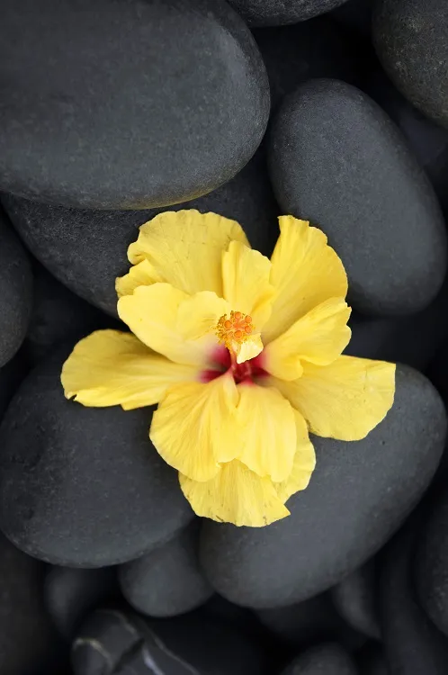 Flowers 120