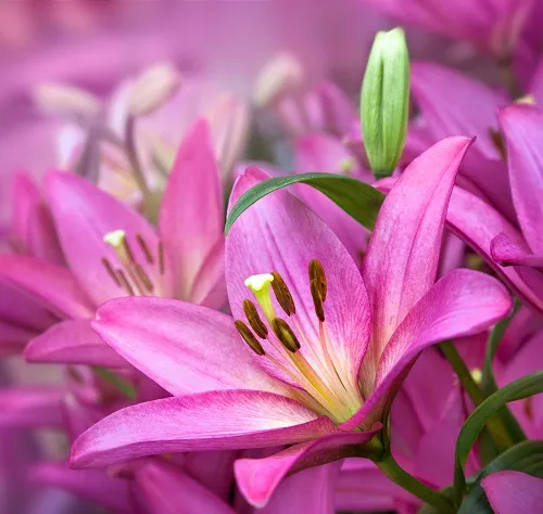 Flowers 258