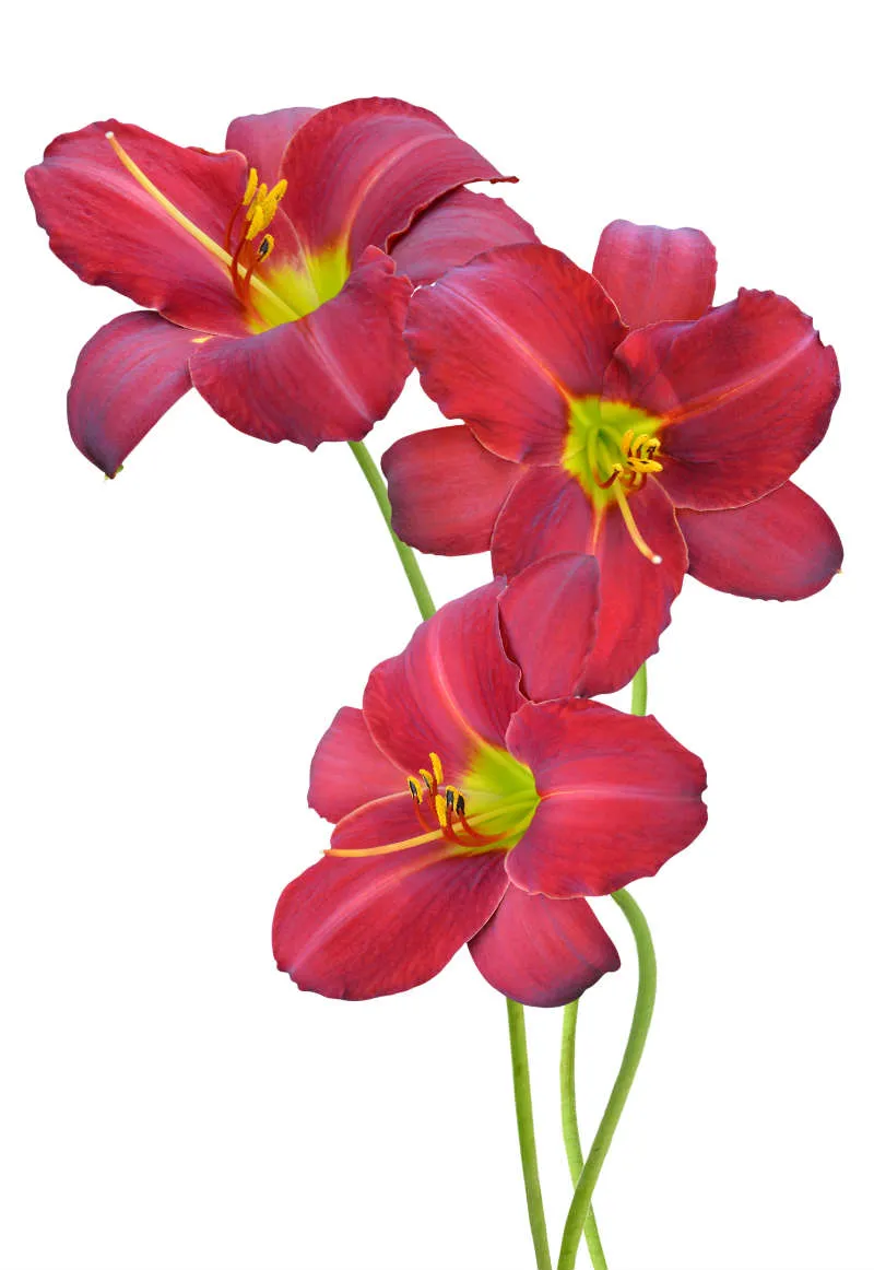 Flowers 237