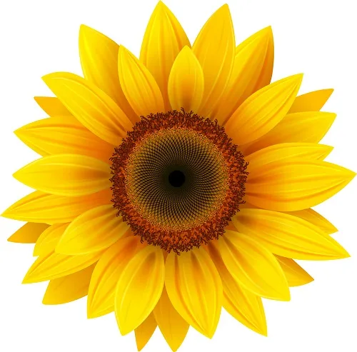 Flowers 327