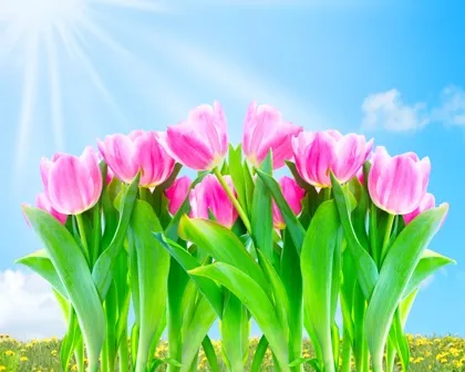 Flowers 184
