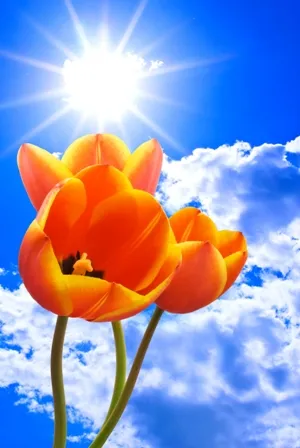 Flowers 187