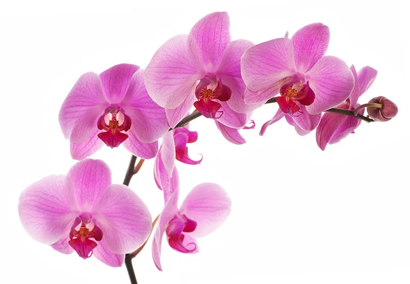 Flowers 370