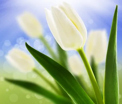 Flowers 176