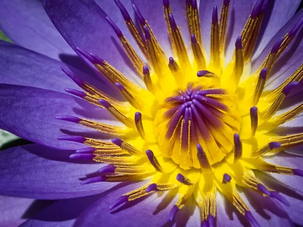 Flowers 247