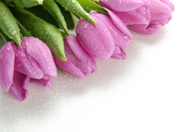 Flowers 183