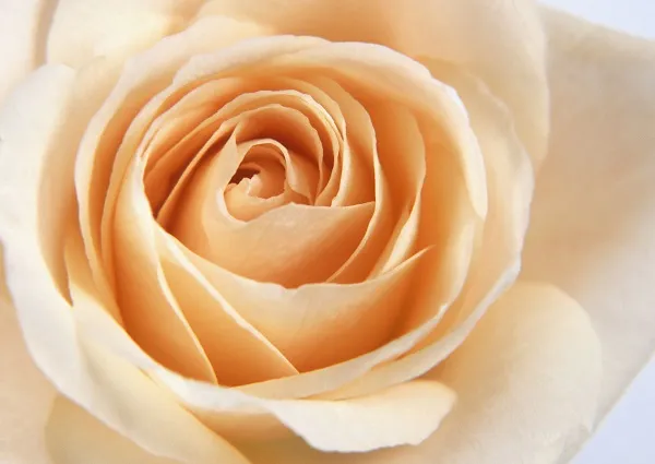 Flowers 100