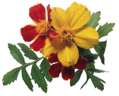 Flowers 155
