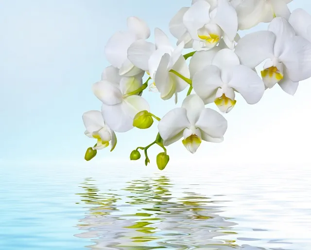 Flowers 299