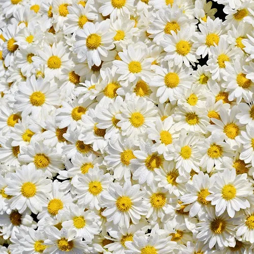 Flowers 196