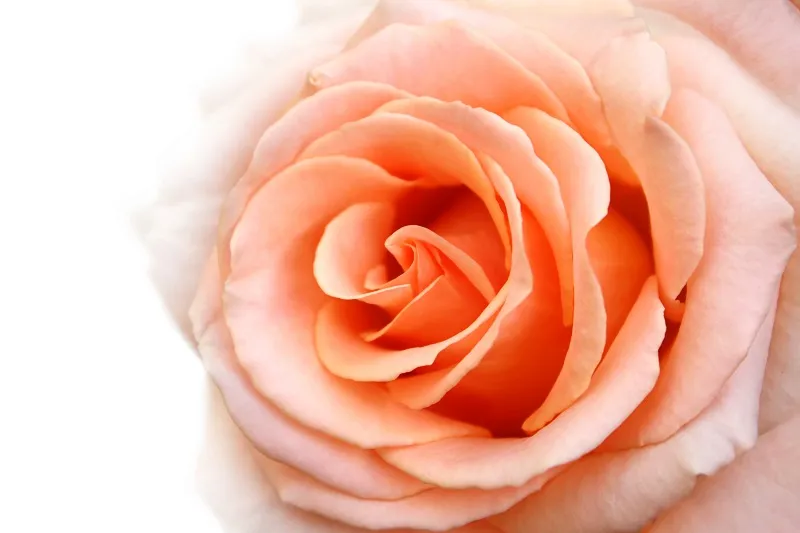 Flowers 099