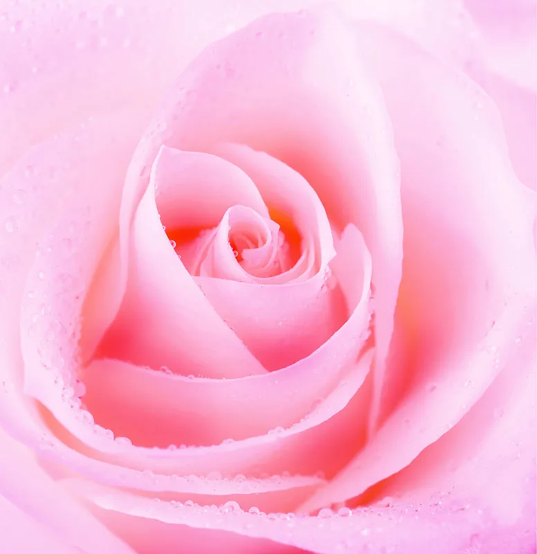 Flowers 507