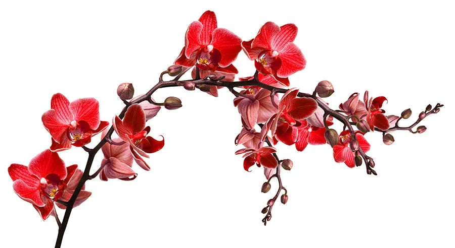 Flowers 589