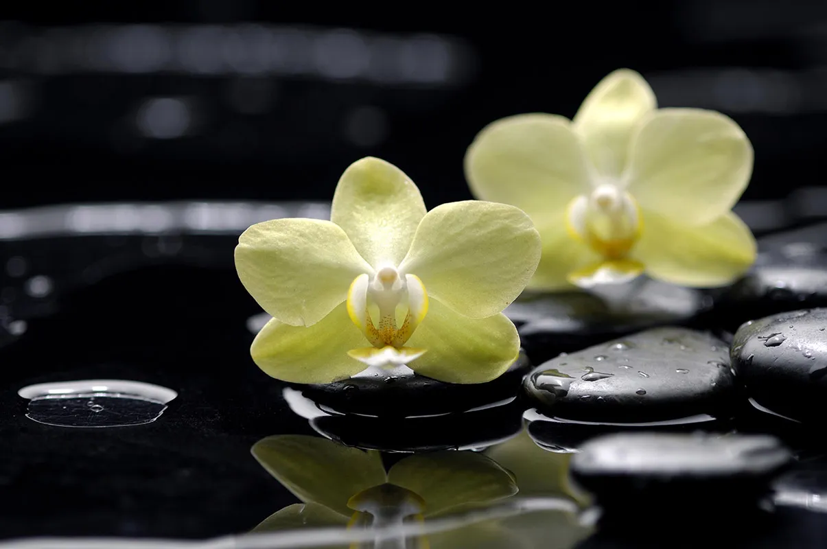 Flowers 344