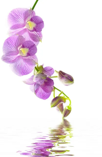 Flowers 277
