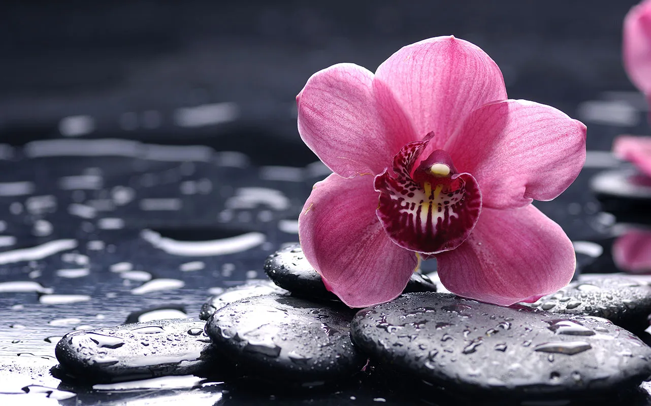 Flowers 360