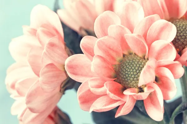 Flowers 203