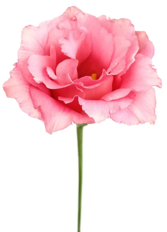 Flowers 235