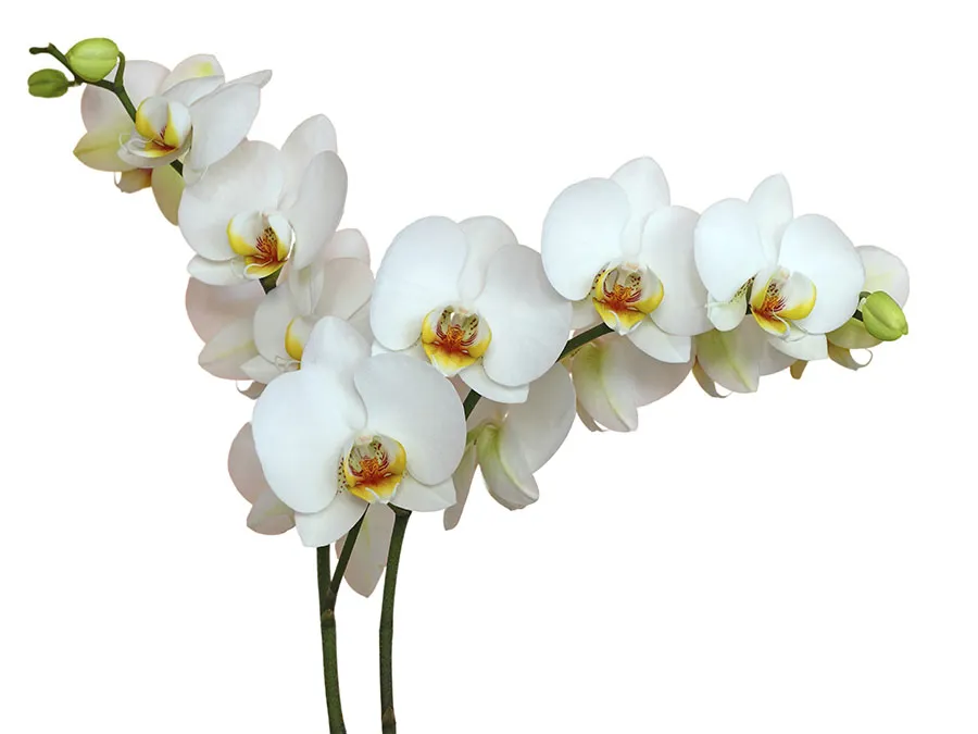 Flowers 445