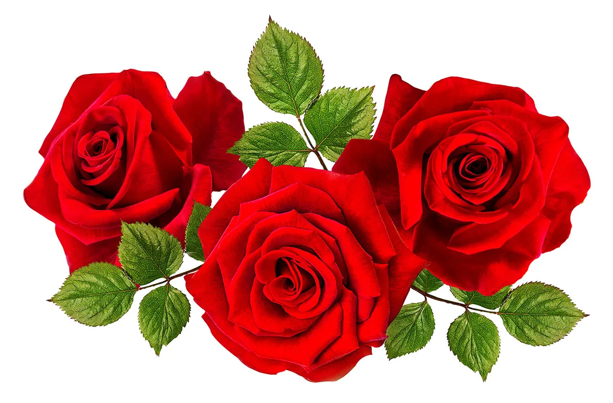 Flowers 529