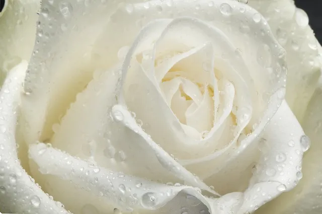 Flowers 105