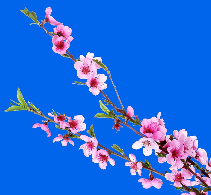 Flowers 497