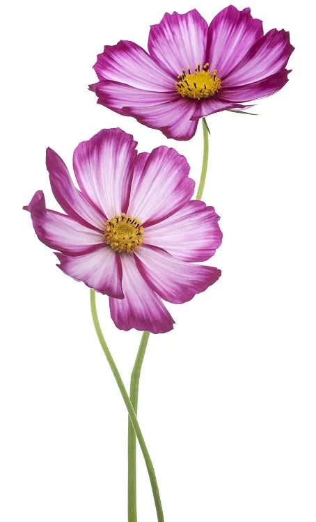 Flowers 239