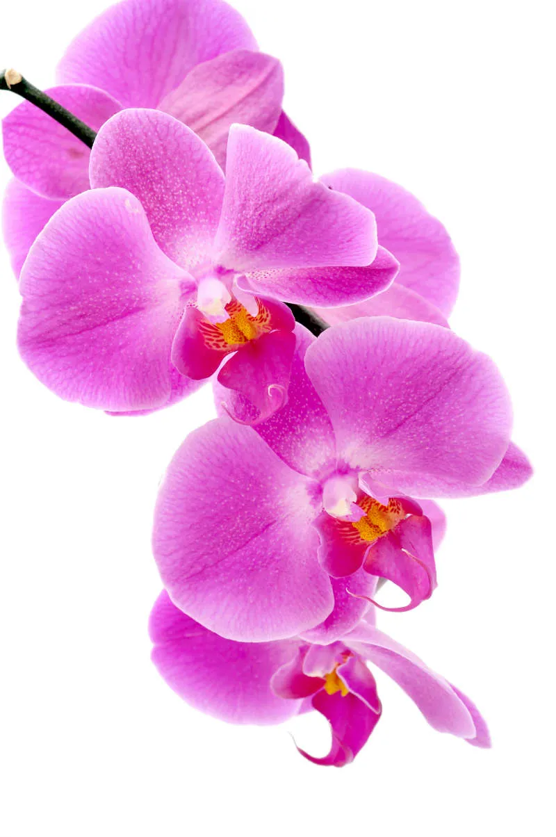 Flowers 062