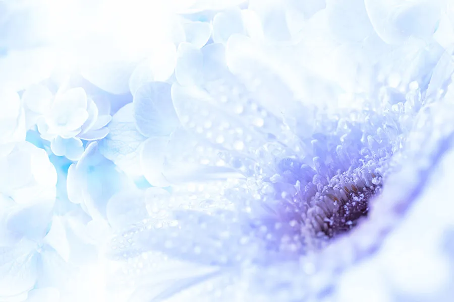 Flowers 562